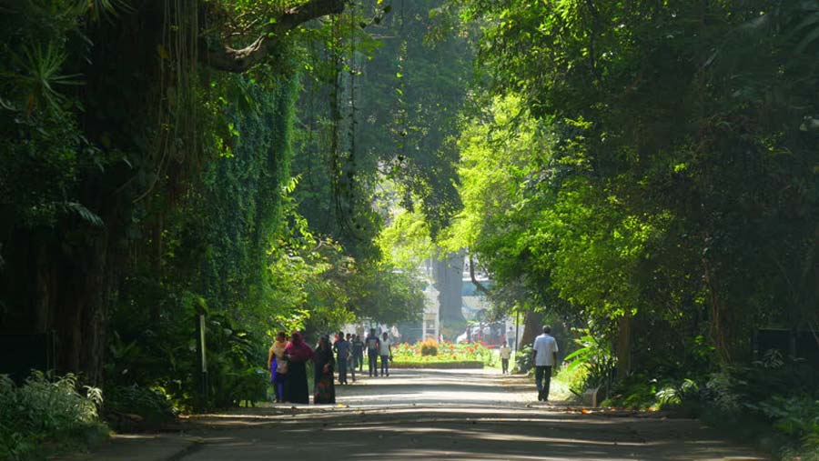 Royal Botanical Garden - Kandy